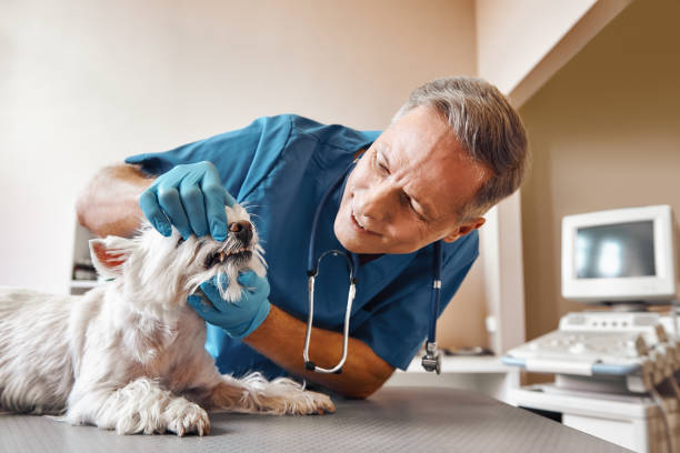 Best Emergency Dentist for Special Needs Patients in Pine Knoll Shores, NC
